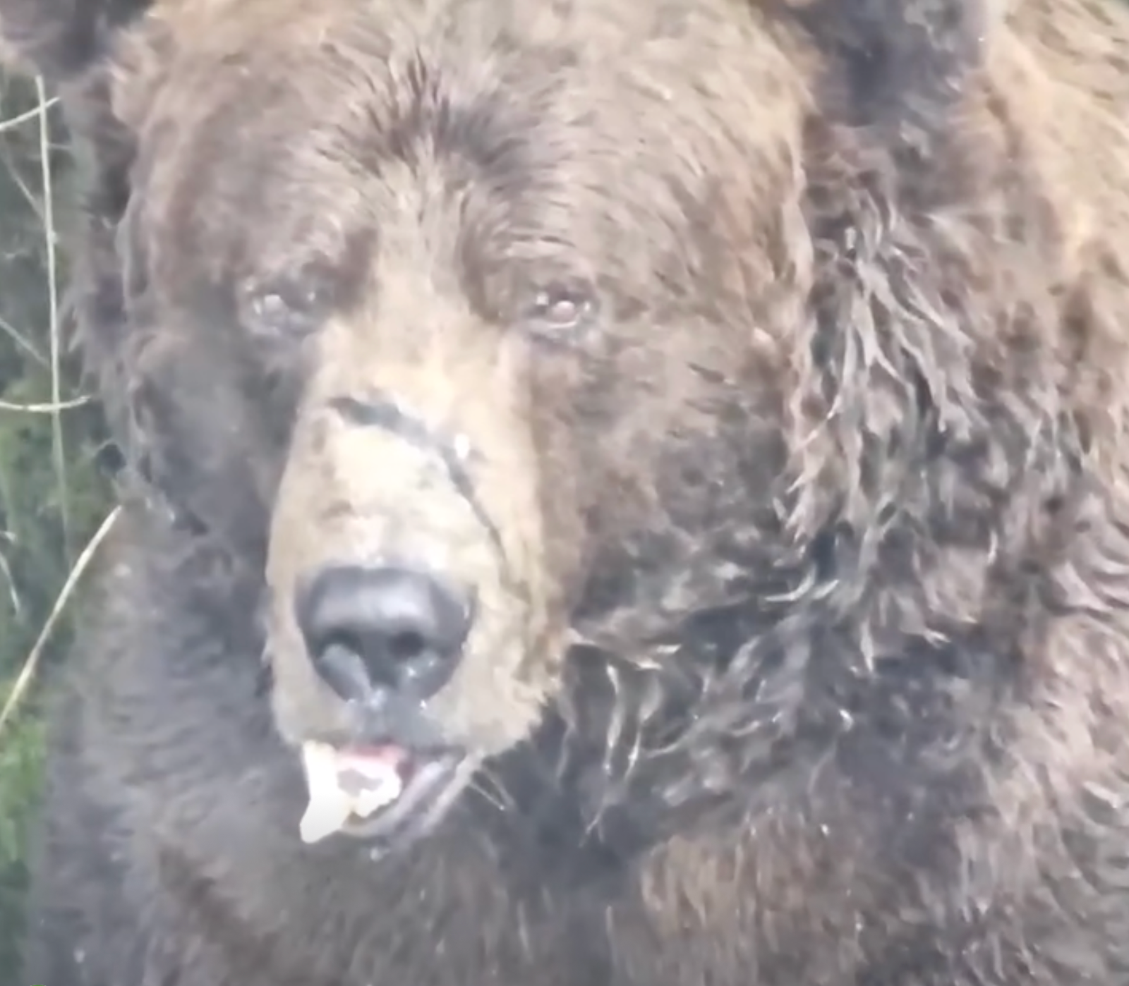 “Chunk the Champ”: How Bear 32 Finally Took the Crown