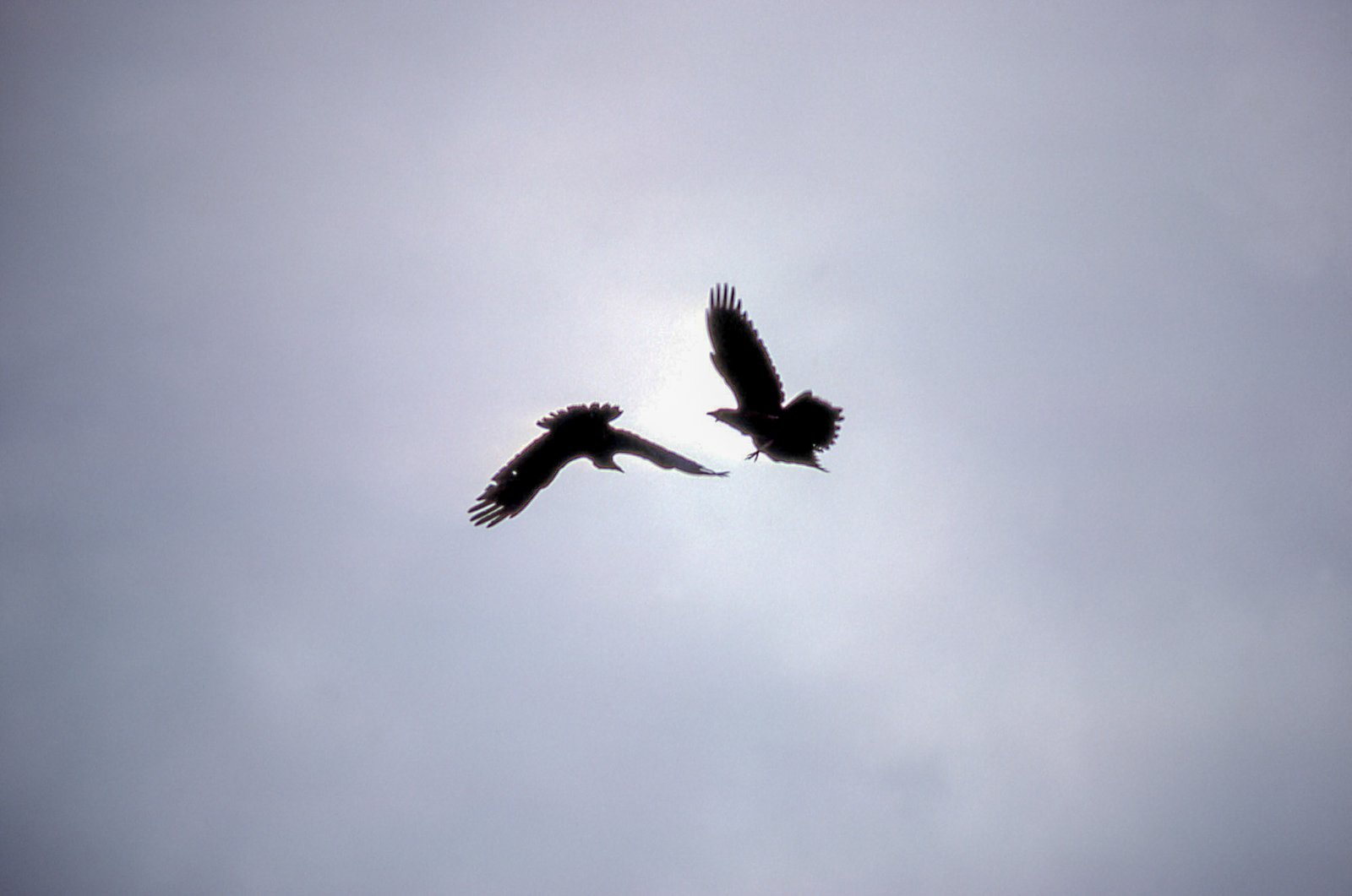 🐦‍⬛ Alaska’s Raven: The Feathered Trickster Who Outsmarts Bears and Dumpster Dogs