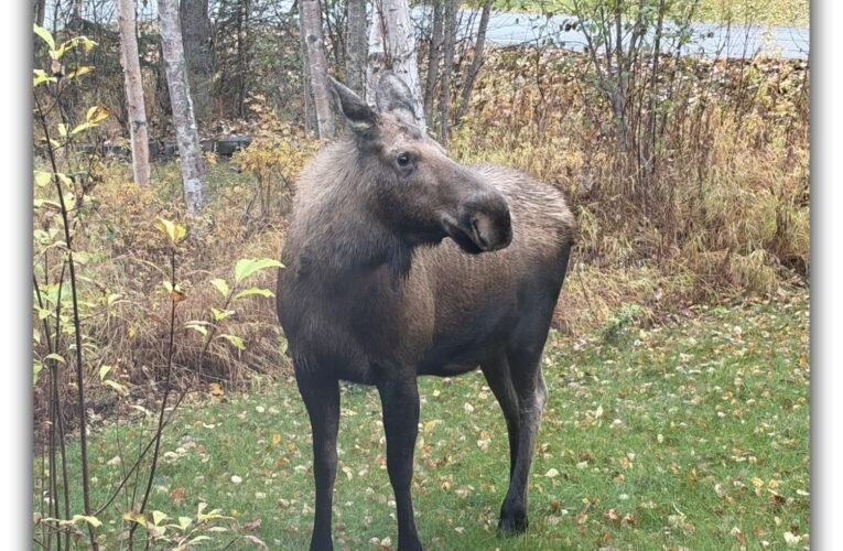 A Moose Family Walks Into a Yard …